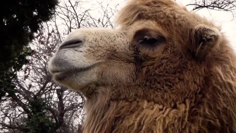 Bactrian camel (Camelus bactrianus) Stock Footage 250299128