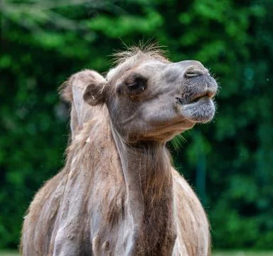 Bactrian camel, Camelus bactrianus in a german zoo Stock Photos