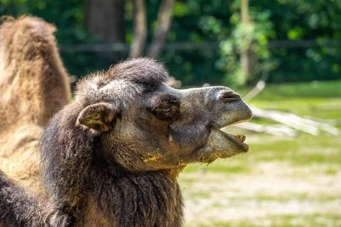 Bactrian camel, Camelus bactrianus in a german park Stock Photos