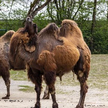 Bactrian camel, Camelus bactrianus in a german park Stock Photos