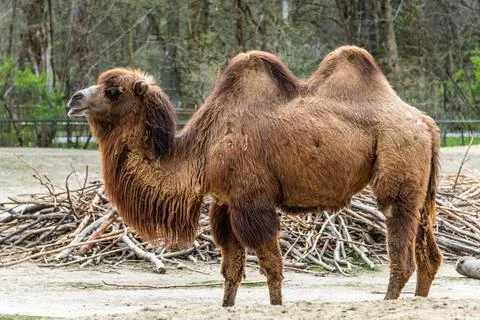 Bactrian camel, Camelus bactrianus in a german park Stock Photos