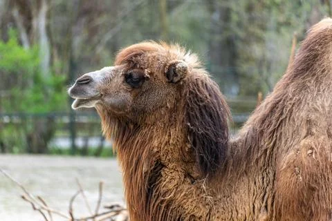 Bactrian camel, Camelus bactrianus in a german park Stock Photos