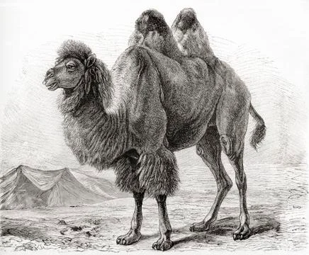 A Bactrian camel (Camelus bactrianus) a large, even-toed ungulate native Fotos Stock