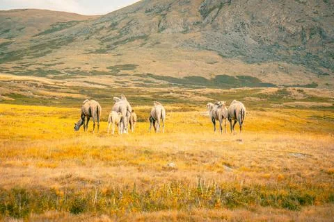 The Bactrian camel (Camelus bactrianus) native to the steppes of Mongolia. Stock Photos