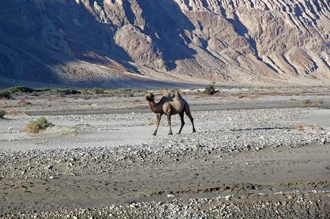 The Bactrian camel (Camelus bactrianus) in Nubra Valley, Ladakh, India Stock Photos