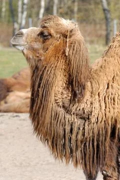 Bactrian camel (camelus bactrianus) Stock Photos