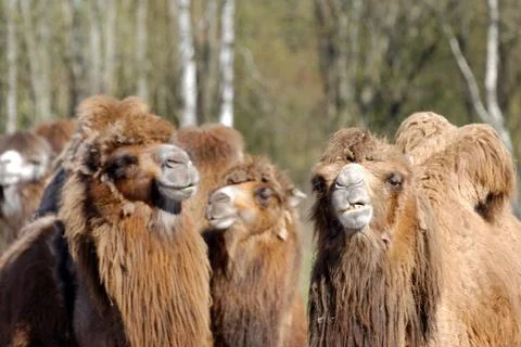 Bactrian camel (camelus bactrianus) Foto stock