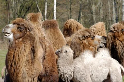 Bactrian camel (camelus bactrianus) Stock Photos