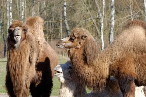 Bactrian camel (camelus bactrianus) Stock Photos