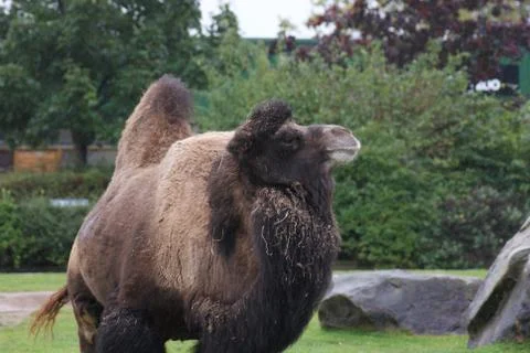 Bactrian Camel - Camelus bactrianus Stock Photos