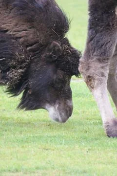 Bactrian Camel - Camelus bactrianus Stock Photos