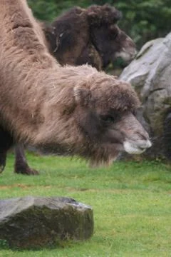 Bactrian Camel - Camelus bactrianus Stock Photos