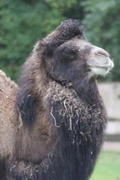 Bactrian Camel - Camelus bactrianus Stock Photos