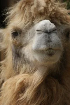 Bactrian Camel - Camelus bactrianus Stock Photos