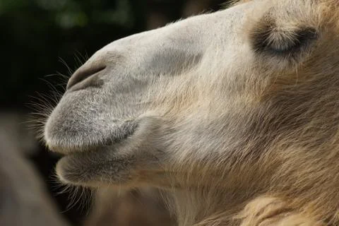 Bactrian Camel - Camelus bactrianus Stock Photos