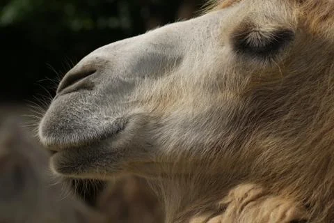 Bactrian Camel - Camelus bactrianus Foto stock