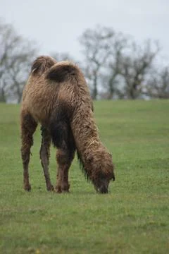 Bactrian Camel - Camelus bactrianus Stock Photos