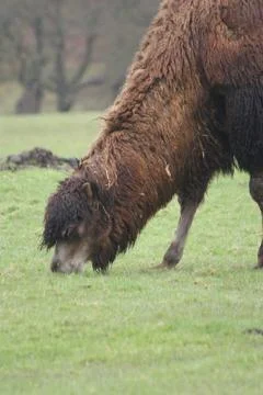 Bactrian Camel - Camelus bactrianus Stock Photos