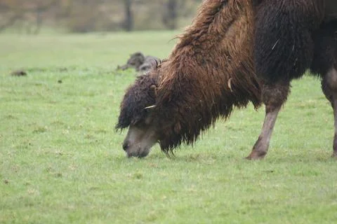 Bactrian Camel - Camelus bactrianus Stock Photos