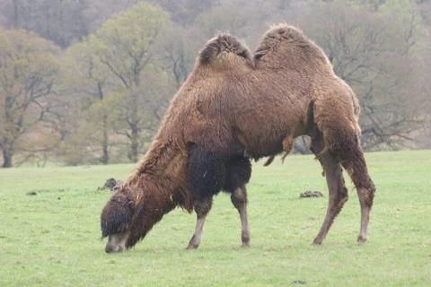 Bactrian Camel - Camelus bactrianus Stock Photos