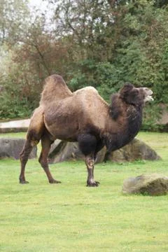 Bactrian Camel - Camelus bactrianus Stock Photos