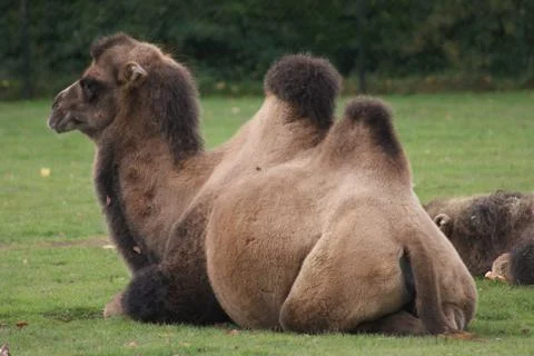 Bactrian Camel - Camelus bactrianus Foto stock
