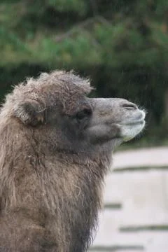 Bactrian Camel - Camelus bactrianus Stock Photos