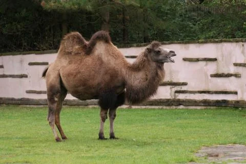 Bactrian Camel - Camelus bactrianus Stock Photos