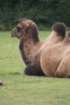 Bactrian Camel - Camelus bactrianus Foto stock