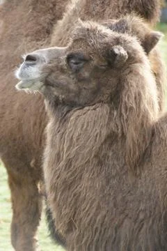Bactrian Camel - Camelus bactrianus Stock Photos