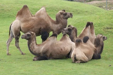 Bactrian Camel - Camelus bactrianus 스톡 사진