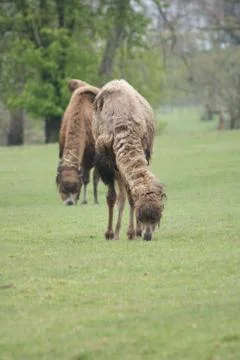 Bactrian Camel - Camelus bactrianus Foto stock