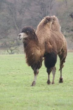 Bactrian Camel - Camelus bactrianus Stock Photos