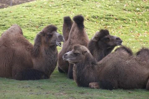 Bactrian Camel - Camelus bactrianus Stock Photos