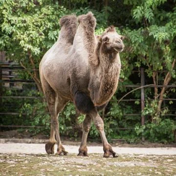Bactrian camel (camelus bactrianus) Stock Photos