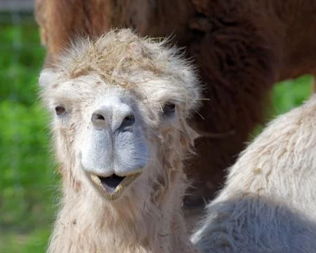 Bactrian camel (Camelus bactrianus)  Stock Photos