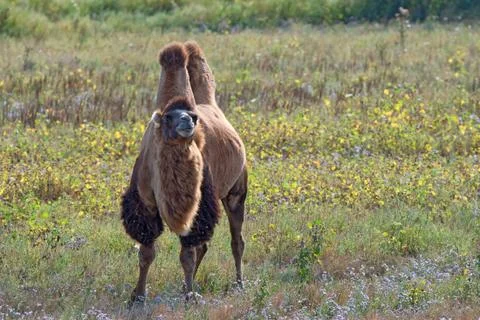 Bactrian camel (Camelus bactrianus) Foto stock