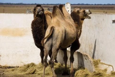 Bactrian camel (Camelus bactrianus) Stock Photos