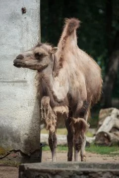 Bactrian camel (Camelus bactrianus) Stock Photos
