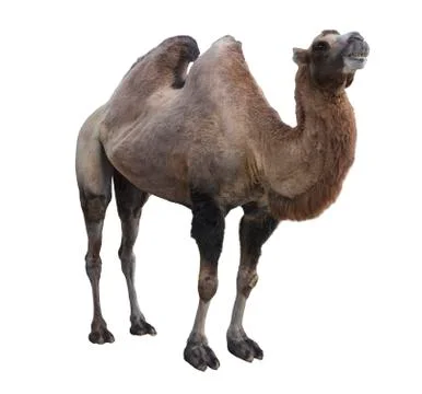 Bactrian camel  (Camelus bactrianus) Stock Photos