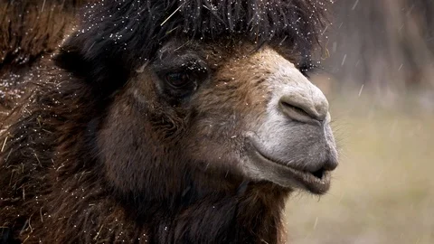 Bactrian camel (Camelus bactrianus) portrait in snowfall Stock Footage 101560962