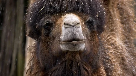 Bactrian camel (Camelus bactrianus) portrait in snowfall Stock-Footage 101561394