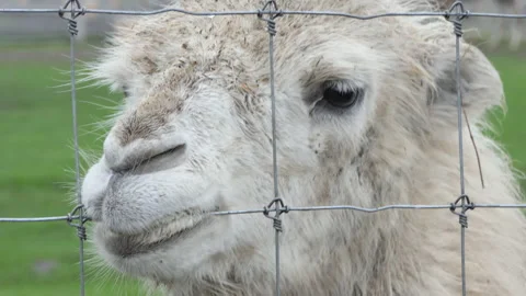 Bactrian camel Camelus bactrianus portrait Stock Footage 218629969