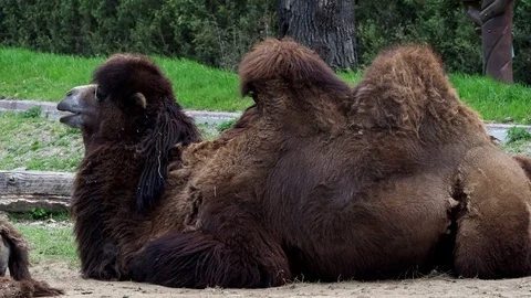 Bactrian camel (Camelus bactrianus) resting on the ground Stock Footage 90073620