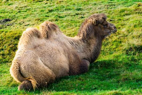  Bactrian camel (Camelus bactrianus) resting on grass Stock Photos