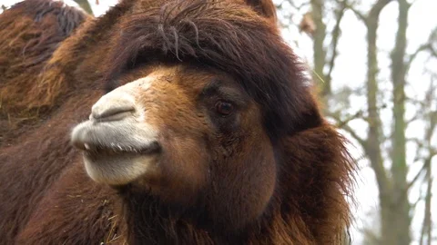 The Bactrian camel (Camelus bactrianus) slow motion Video stock 122686619