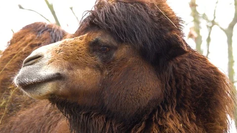 The Bactrian camel (Camelus bactrianus) slow motion Stock Footage 122686791