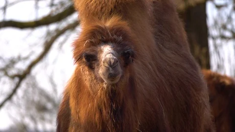 The Bactrian camel (Camelus bactrianus) slow motion Video stock 126315773