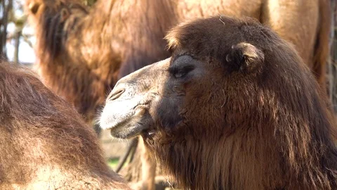 The Bactrian camel (Camelus bactrianus) slow motion Video stock 126316289