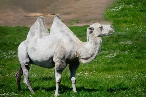 Bactrian camel Camelus bactrianus standing on a green meadow, exotic wildlife 库存照片